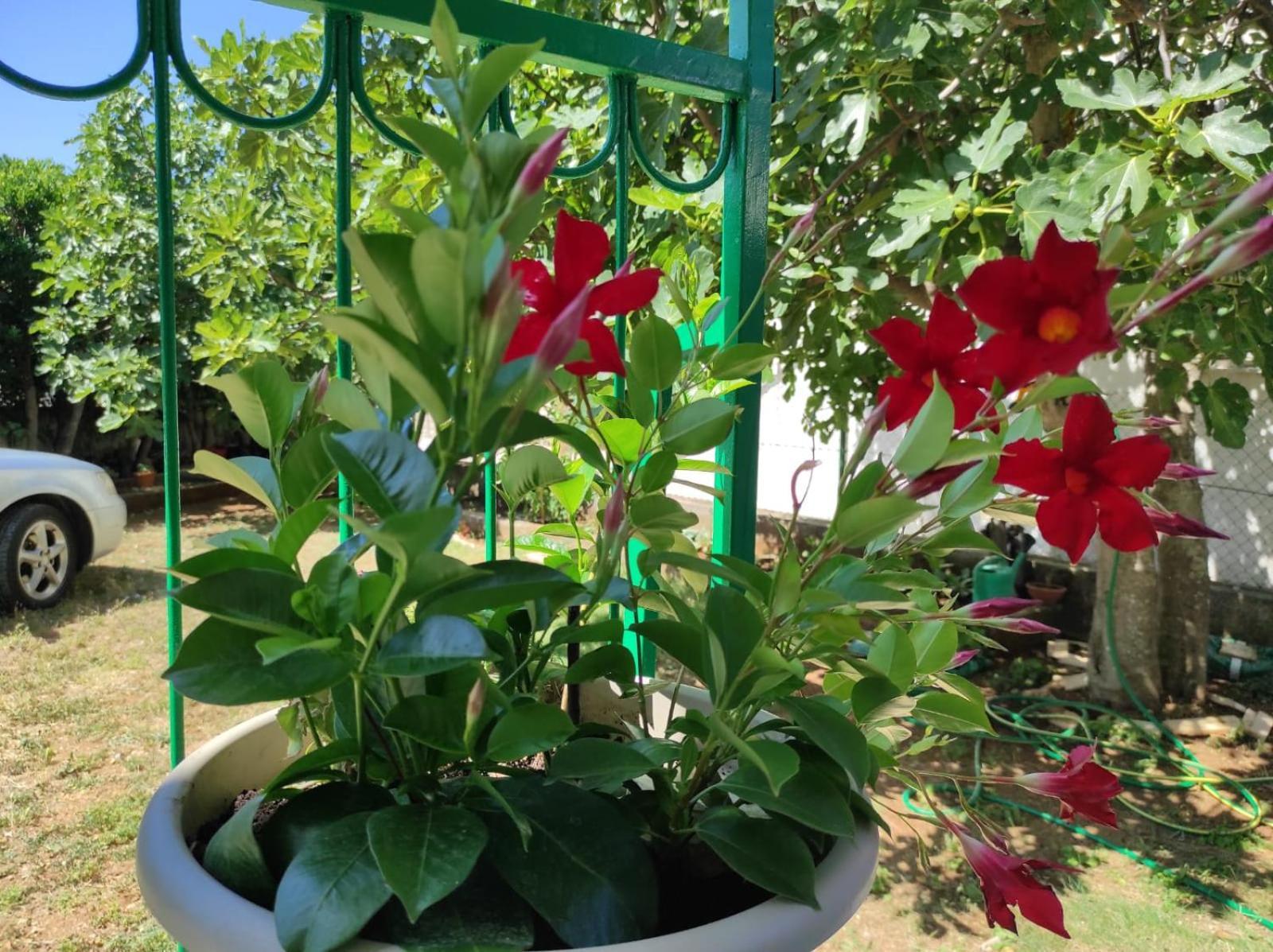 Apartment With Terrace And Garden Pirovac Ngoại thất bức ảnh